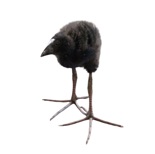 dylan (angie fortuno website)