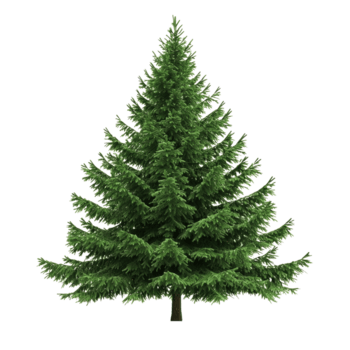 spruce